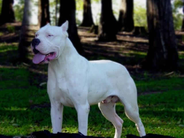 Attached picture 184103-Argentine_Dogo_02.jpg